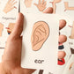 Montessori English Words Flashcards for Kids